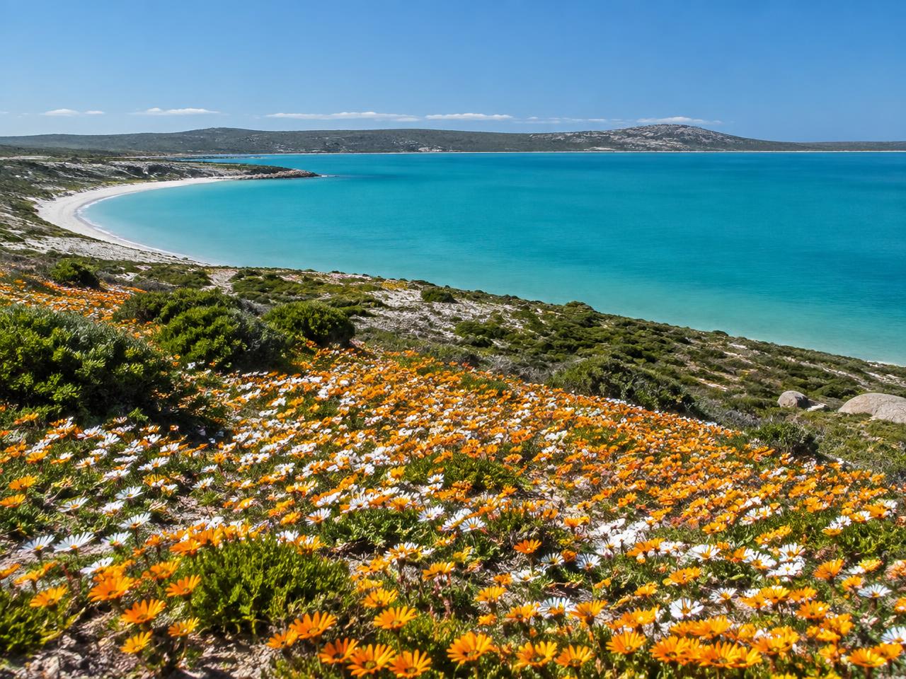 Wildflowers and the Atlantic